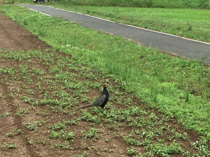 チャイコフスキーの一声